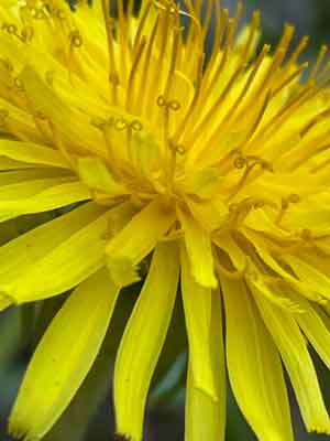 Dandilion