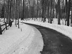 Black and white path in the snowy woods