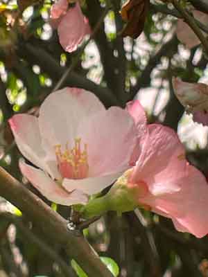 Light pink spring blossom