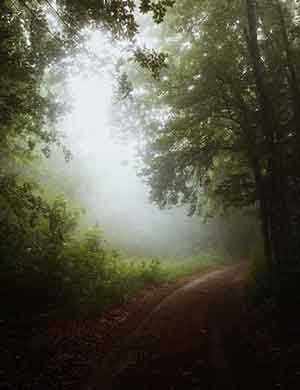 Foggy morning in meadow
