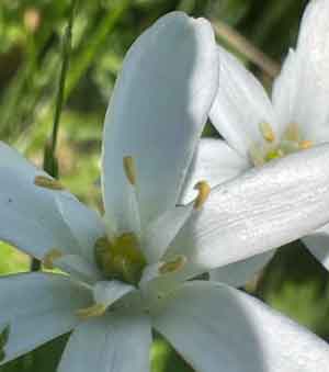 White spring Blossoms
